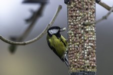 20240325 - Great Tit in the rain.jpg