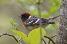 Bay-breasted Warbler 003.jpg