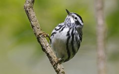 Black-and-white Warbler 02.jpg