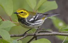 Black-throated Green Warbler 004.jpg