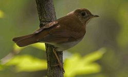 Veery 004.jpg