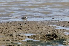 Plover sp O6A4113.jpg