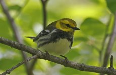 Black-throated Green Warbler 03.jpg