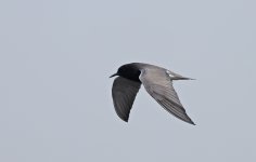 Black Tern 010.jpg