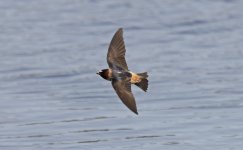 Cliff Swallow 005.jpg