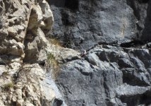 wallcreeper Thônes Mar 24.jpg