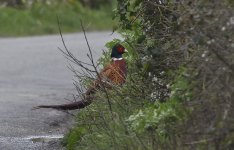 Pheasant 02.jpg