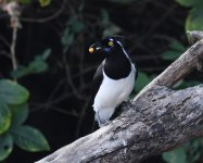 White-naped Jay_PDV_130719a (2021_01_10 14_03_20 UTC).jpg