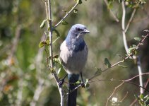 scrub jay 3.jpg