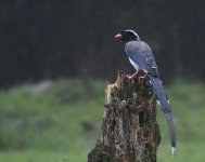 RB Blue Magpie_Labahe_070618a.jpg