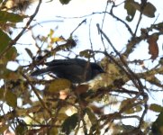 Dwarf Jay_Oaxaca_281221a.jpg