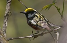 Chestnut-sided Warbler 004.jpg