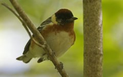 Bay-breasted Warbler 03.jpg