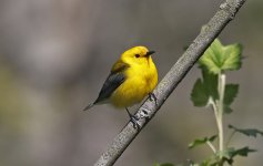 Prothonatory Warbler 01.jpg