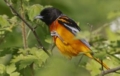 Northern Oriole 001.jpg