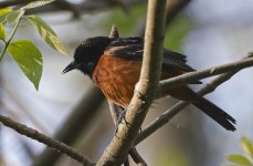 Orchard Oriole 02.jpg