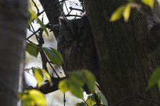 Eastern Screech Owl 01.jpg