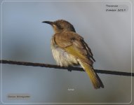 BF Brown Honeyeater 20 October, 2019.jpg