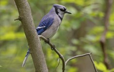 Blue Jay 005.jpg