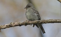 Eastern Wood-pewee 005.jpg