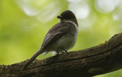 Eastern Phoebe 007.jpg