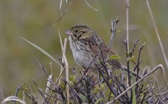 Henslow's Sparrow 010.jpg