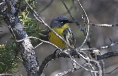 Kirtland's Warbler 09.jpg