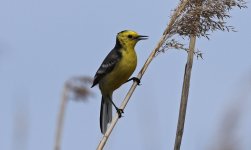 F Citrine Wagtail 003.jpg