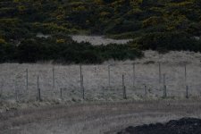 20240329 - Short-eared Owl on the patch.jpg