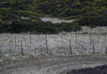 20240329 - Short-eared Owl on the patch - edit 2.jpg