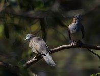 Bar Shouldered Dove_Carrabirnini_020813a.jpg