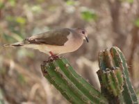 White-tipped Dove comp.jpeg