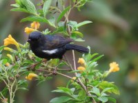 White-sided Flowerpiercer comp.jpeg