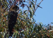 Glossy Black Cockatoo_Kings Tablelands_110713b.jpg