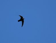 Black_Swift_Cascades_280611a.jpg