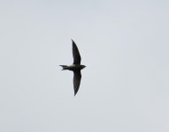 Mottled Swift_Uganda_130722a.jpg