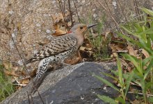 Northern Flicker 02.jpg