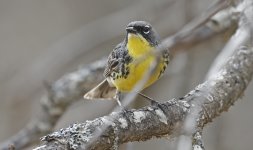 Kirtland's Warbler 005.jpg