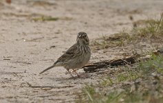 Vesper Sparrow 006.jpg