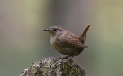 Winter Wren 005.jpg