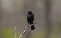 Brewer's Blackbird 010.jpg