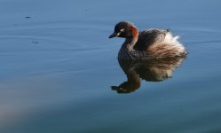 DSC03131 Australasian Grebe @ Northbridge Golf Course bf.jpeg