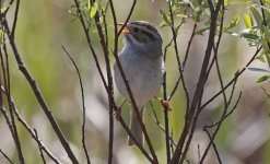 Clay-coloured Sparrow 006.jpg