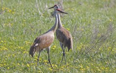 Sandhill Crane 05.jpg