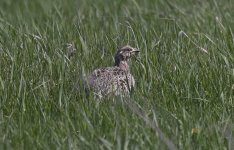 Sharp-tailed Grouse 002.jpg