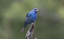 Indigo Bunting 004.jpg