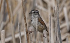 Swamp Sparrow 001.jpg