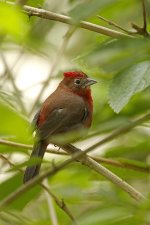 Southern Ecuador 2022 (5088).JPG