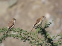 Indian Silverbill comp.jpeg