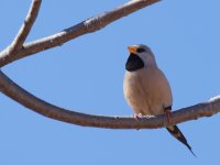 Long Tailed Finch_Parry Farm_060813a.jpg